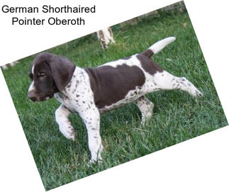 German Shorthaired Pointer Oberoth