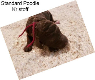 Standard Poodle Kristoff