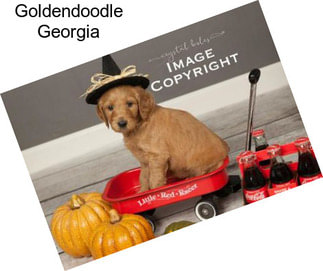 Goldendoodle Georgia
