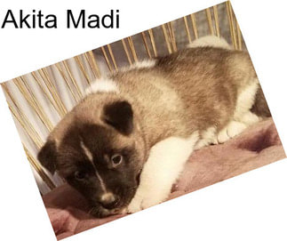 Akita Madi