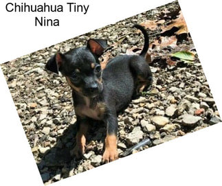 Chihuahua Tiny Nina