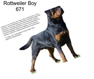 Rottweiler Boy 671