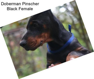 Doberman Pinscher Black Female