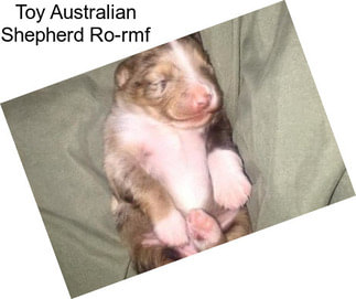 Toy Australian Shepherd Ro-rmf