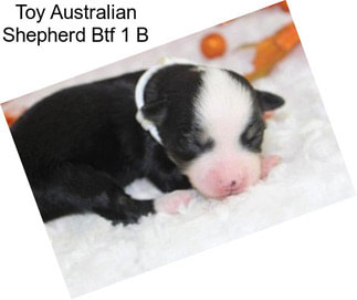 Toy Australian Shepherd Btf 1 B