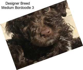 Designer Breed Medium Bordoodle 3