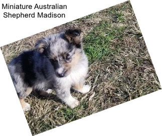 Miniature Australian Shepherd Madison