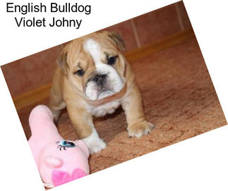 English Bulldog Violet Johny