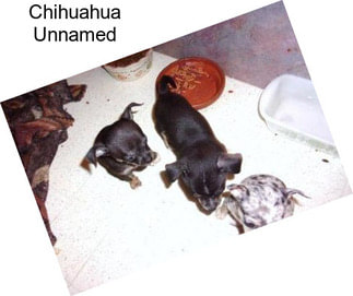 Chihuahua Unnamed