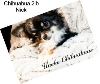 Chihuahua 2lb Nick