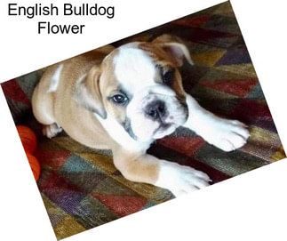 English Bulldog Flower