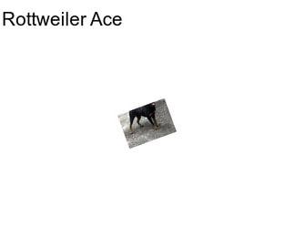 Rottweiler Ace