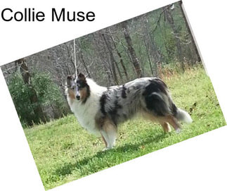 Collie Muse