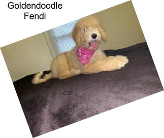 Goldendoodle Fendi