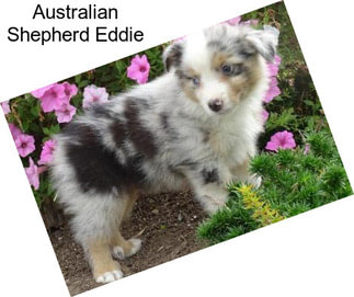Australian Shepherd Eddie