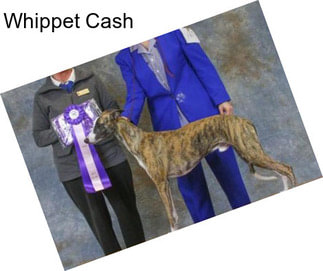 Whippet Cash