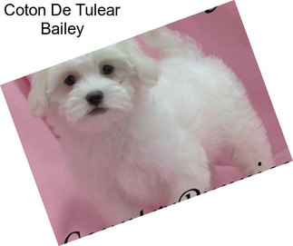 Coton De Tulear Bailey
