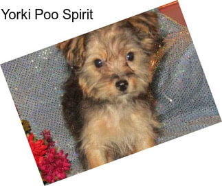 Yorki Poo Spirit