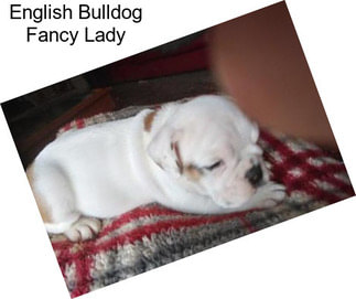 English Bulldog Fancy Lady