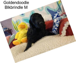 Goldendoodle Blkbrindle M