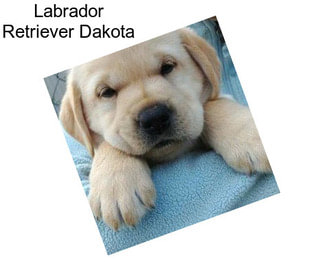 Labrador Retriever Dakota