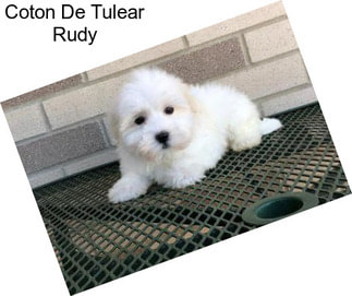 Coton De Tulear Rudy