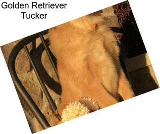 Golden Retriever Tucker
