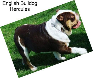 English Bulldog Hercules