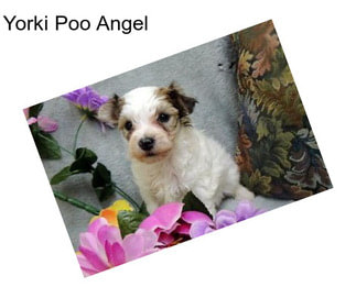 Yorki Poo Angel