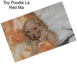 Toy Poodle La Red Ma