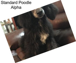 Standard Poodle Alpha