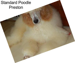 Standard Poodle Preston