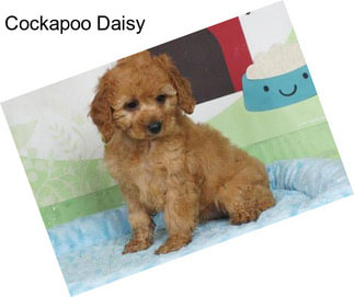 Cockapoo Daisy