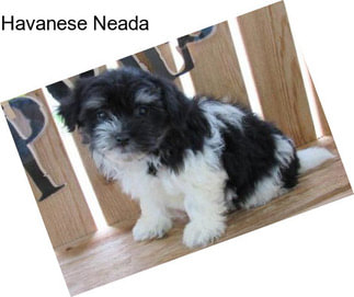 Havanese Neada