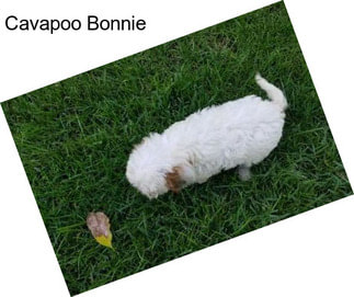 Cavapoo Bonnie