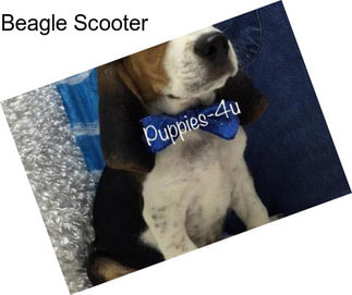 Beagle Scooter