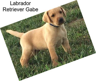 Labrador Retriever Gabe