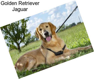 Golden Retriever Jaguar