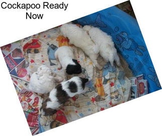 Cockapoo Ready Now