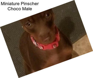 Miniature Pinscher Choco Male