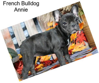 French Bulldog Annie