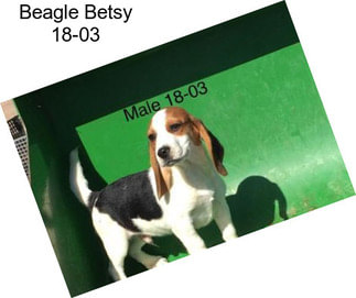 Beagle Betsy 18-03