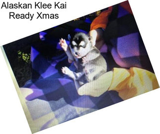 Alaskan Klee Kai Ready Xmas