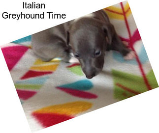 Italian Greyhound Time