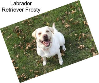 Labrador Retriever Frosty