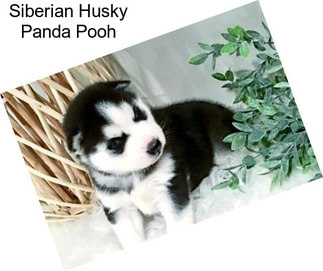 Siberian Husky Panda Pooh