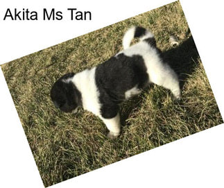 Akita Ms Tan