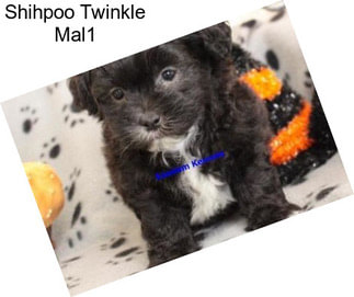 Shihpoo Twinkle Mal1