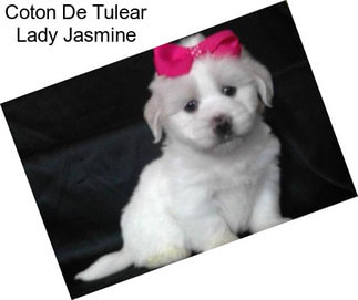 Coton De Tulear Lady Jasmine