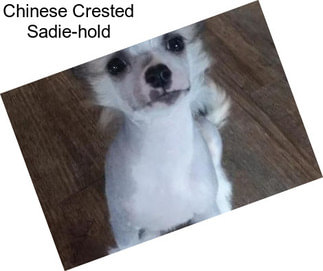 Chinese Crested Sadie-hold